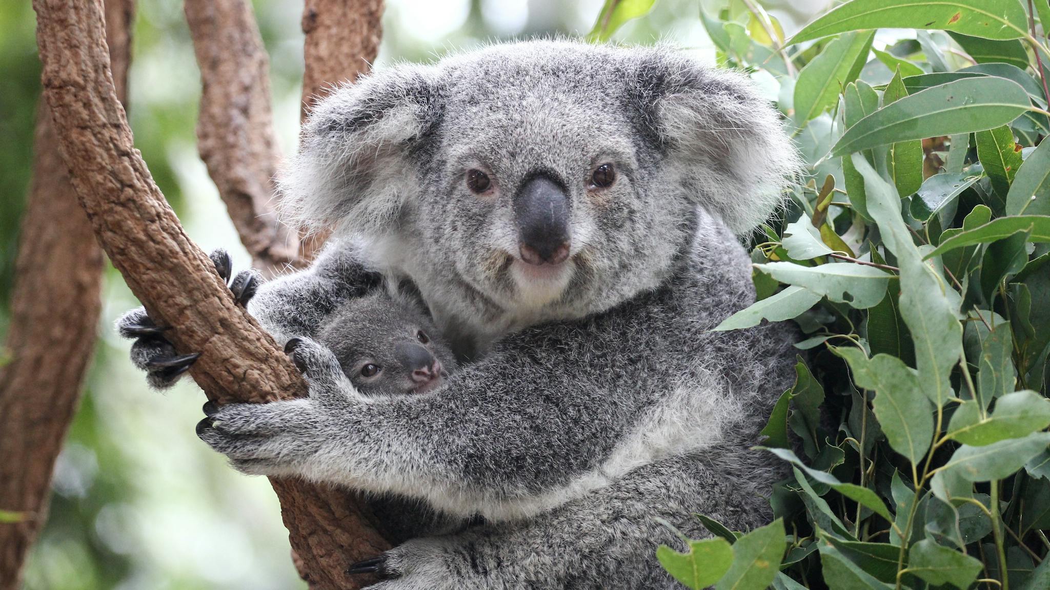 Lone Pine Koala Sanctuary