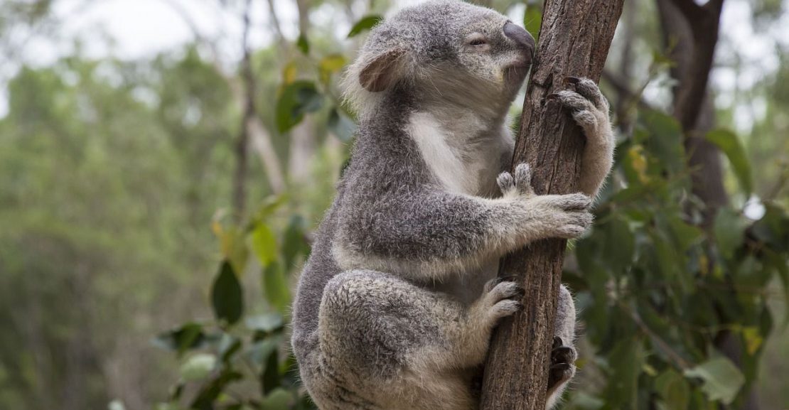 koala