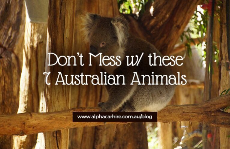 australian animals