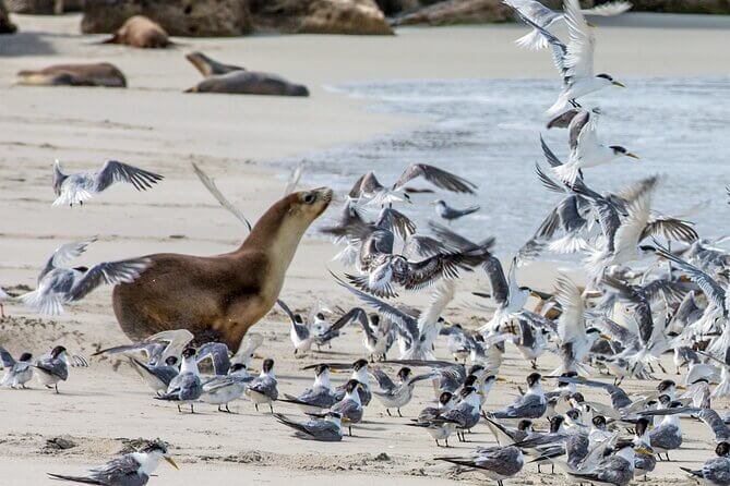 Kangaroo Island