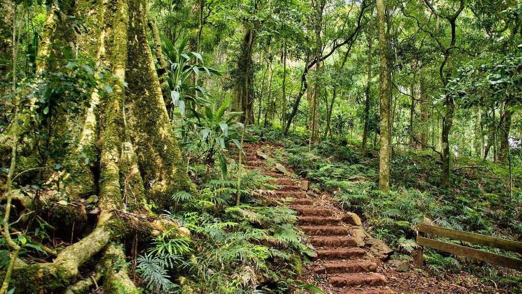 A weekend getaway to the Bunya Mountains