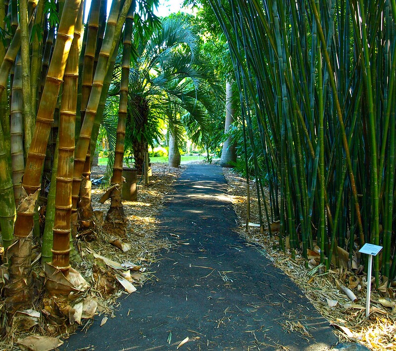 Bamboo Grove