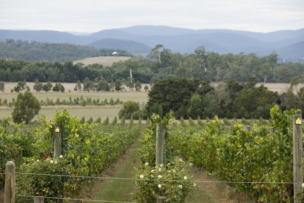 Yarra Valley wine region of Australia