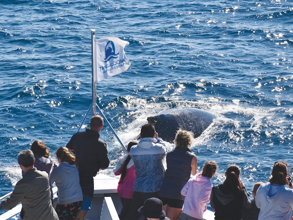 Whale Watching Cruise