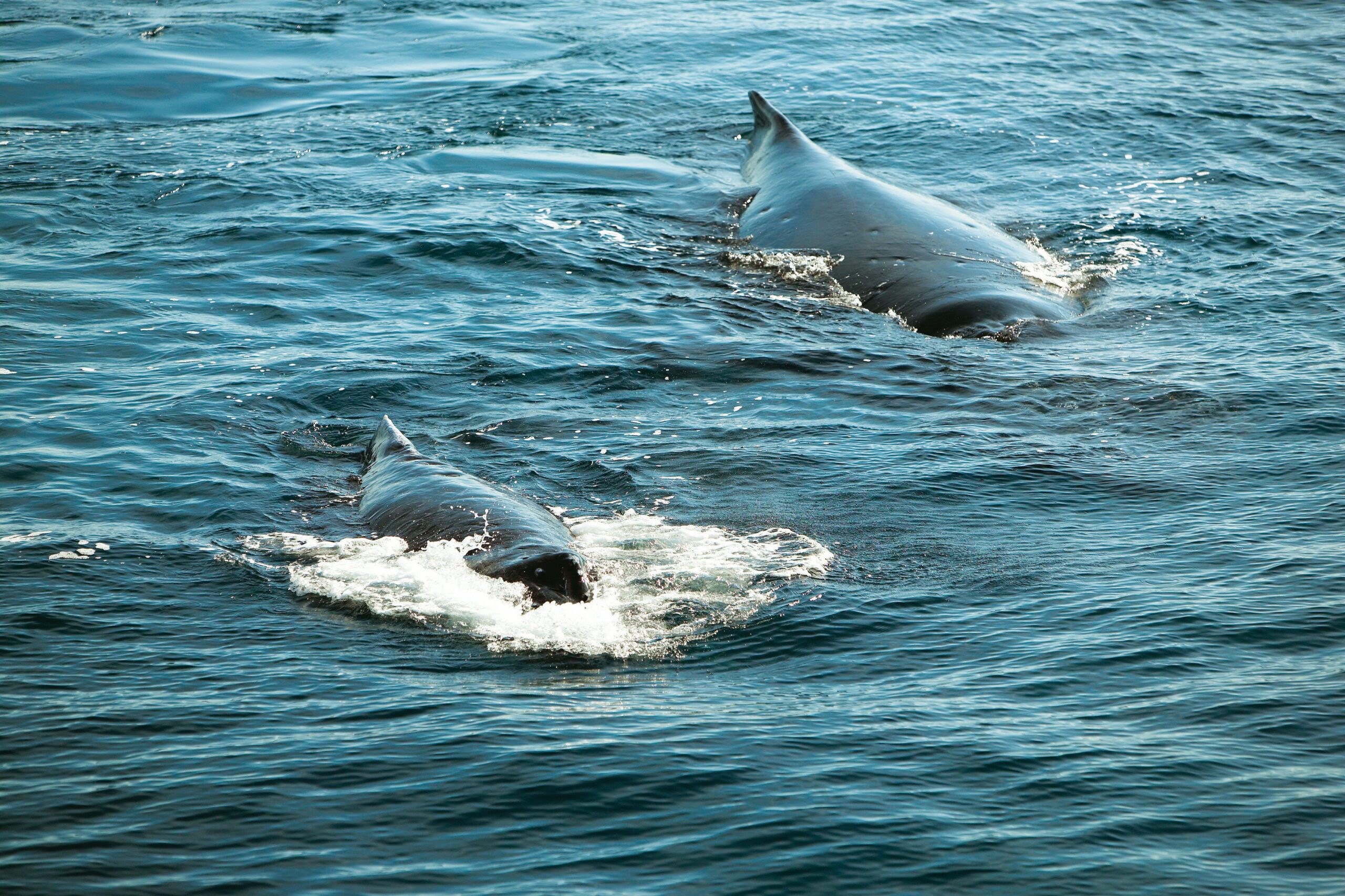 Whale Watching