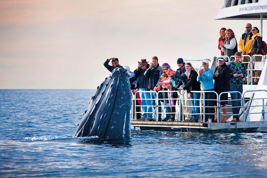 which-whale-watching-boat-is-for-you-unsmushed