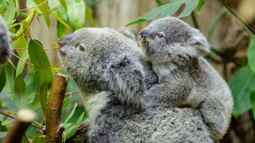 lone-pine-koala-sanctuary