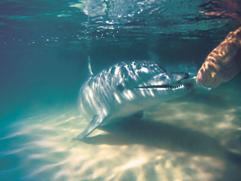 Dolphin-Feeding-Underwater