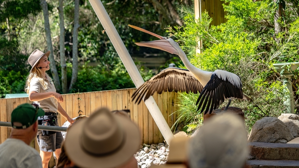 Gold Coast, Queensland, Australia - Dec 8, 2022 Australian pelican at the bird show at Currumbin wildlife sanctuary